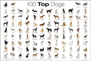 what dog breed are you? (4)