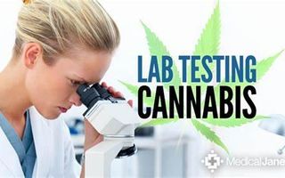 Test Your Knowledge on Marijuana