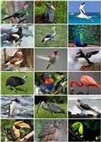 What bird are you? (1)