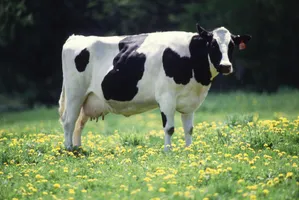 Do You Know The Cow? Do You Know The Cow?
