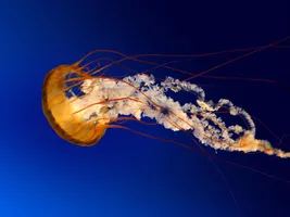 Animals of Life Animals of Life