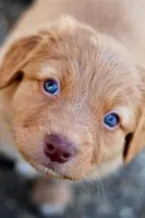 What will your puppy look like? What will your puppy look like?