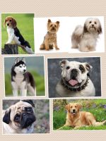 What dog is best for you?