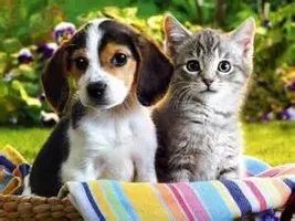 Are you more like a cat or a dog? Are you more like a cat or a dog?