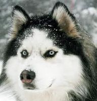 Do You Know Huskies?