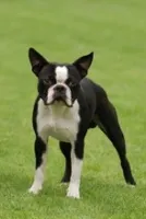 Dog Quiz (1) Dog Quiz (1)