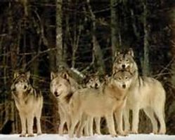 Are you fit to be in my wolf pack?