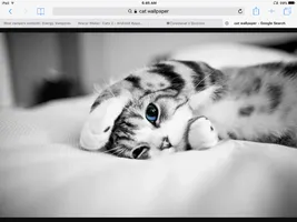 Cat Quiz part 2, appearance Cat Quiz part 2, appearance