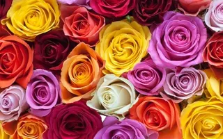 What flower type are you? What flower type are you?