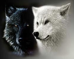 What wolf clan are you in?