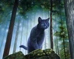 Could you survive being a warrior cat?