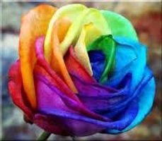 what color of rose flower are you?