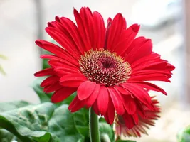 Which kind of flower are you? Which kind of flower are you?