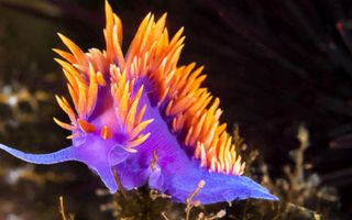 what do you know about a NUDIBRANCH?