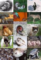 What's Your Animal Behavior Personality?