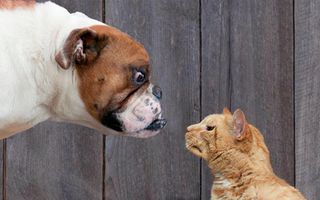 should you get a cat or a dog? quiz