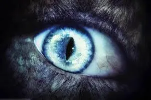 She wolf She wolf