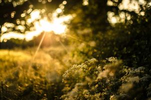 plants, herbs, and the ten plants of the sacred meadow