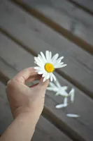 He Loves Me Not He Loves Me Not