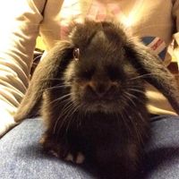 my bunny