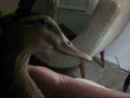 Funny Camera Pecking Duck