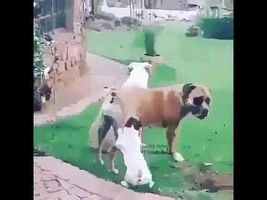 Dog jumps on another dog and humps it - YouTube