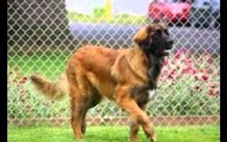 Some dogs you've just got to see! Leonbergers