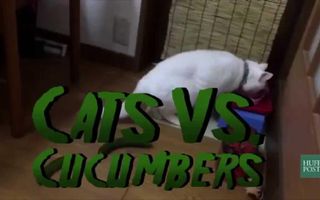 Cats VS Cucumbers