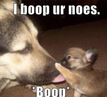 Image: TOP 79 Funny and Cute Puppies Memes | Funny Dogs | Pinterest ...