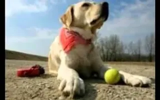 Some dogs you've just got to see! Labradors Some dogs you've just got to see! Labradors