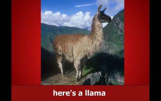 The Llama Song