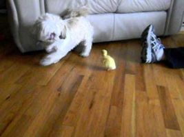 Dog scared of baby duck