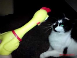 Annoying Screaming Hen Squeezy Toy v/s My Cat