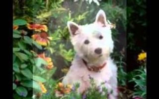 Some dogs you've just got to see! West Highland White Terriers