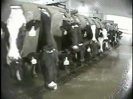 Cruelty at New York's Largest Dairy Farm