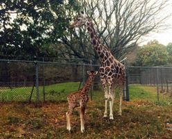 Baby giraffe 'Mika' born at Six Flags Great Adventure to join Safari this weekend | NJ.com