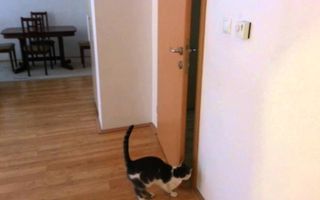 Cat open five doors to go outside - Мачка отвара пет врати за да излезе надвор