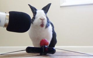 Rabbit eating juicy strawberry ASMR