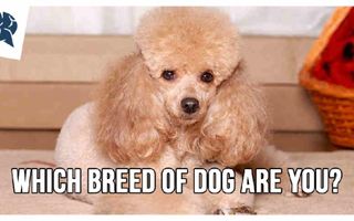 Which Breed Of Dog Are You? | BrainFall