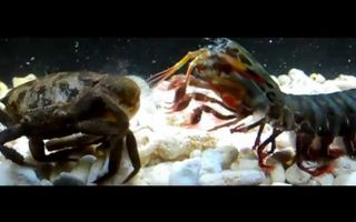 Giant Smashing Mantis Shrimp VS Giant Crabs