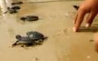 Baby Sea Turtles Released