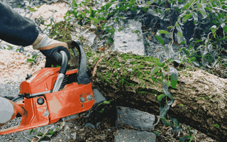 Tree Service Pueblo | Tree Trimming & Removal