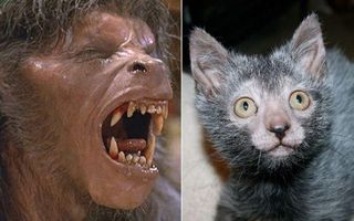 Breeders develop Lykoi cat that looks like a WEREWOLF and acts like a DOG | Daily Mail Online