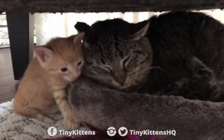 Ancient battle-scarred feral cat meets tiny kittens