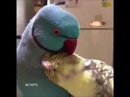 Watch: Love Birds Cuddling with each other