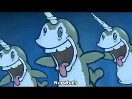 Narwhal Song!