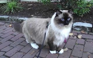 Ugo Chan Ragdoll Cat walking on leash