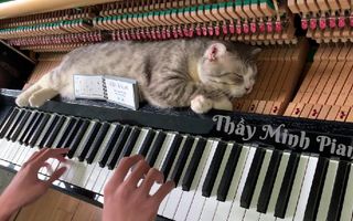 Piano woogie boogie massages for meow