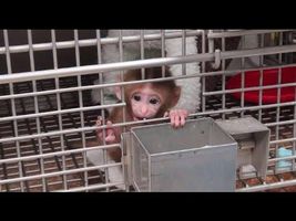 These Experiments Will Break Your Heart