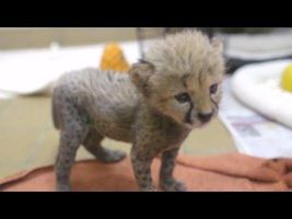 Rejected cheetah cub cuddles up with puppy pal